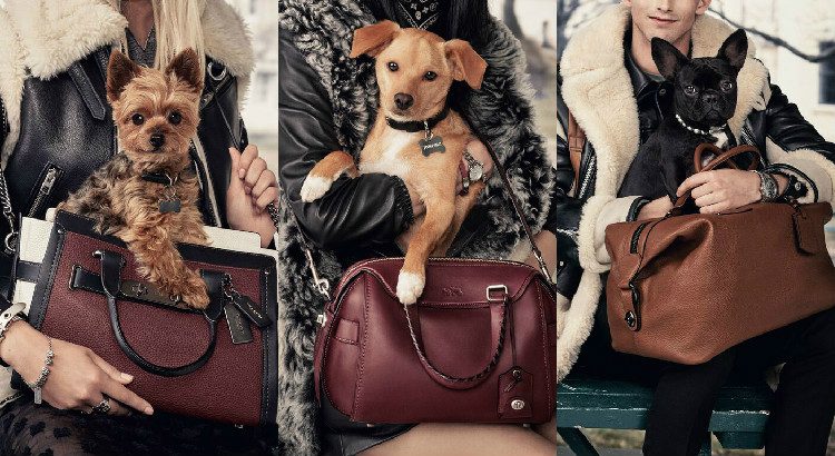Who's that dog? It's Ariana Grande's pup Toulouse in the Coach Ace Satchel.  Meet all the #coachpups, shop their picks, and explore the pup gallery  at, By Coach